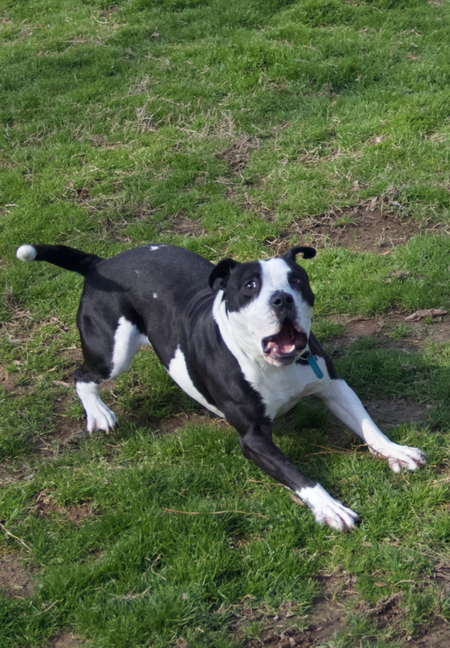 Entry image for Hardy. Clicking this image will show a larger photo