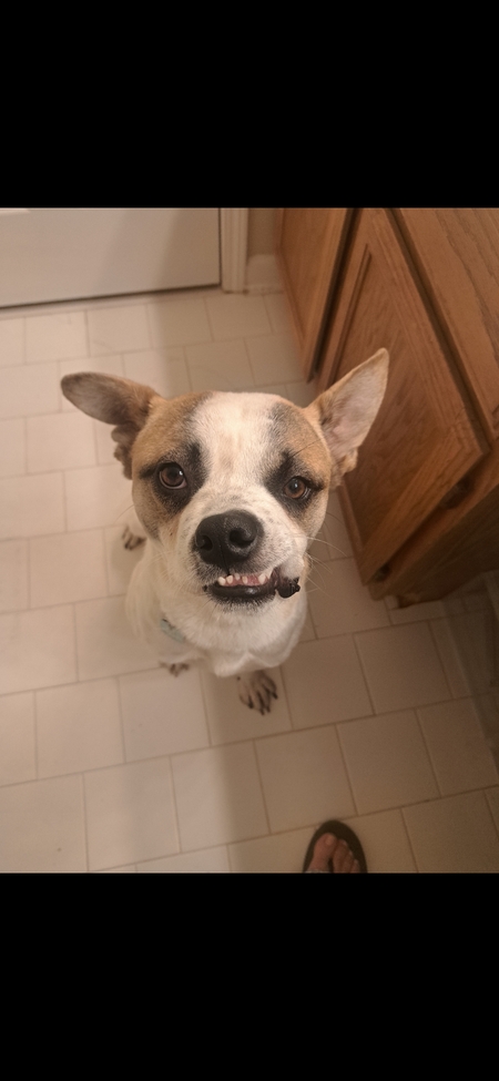 Entry image for Stitch. Clicking this image will show a larger photo