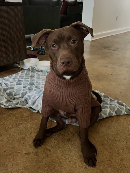 Entry image for Cadbury. Clicking this image will show a larger photo