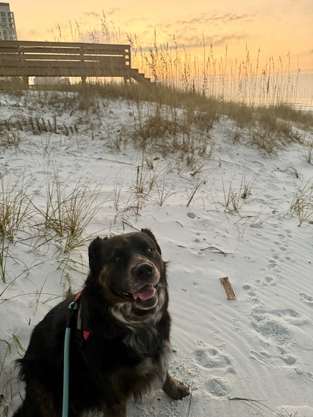 Entry image for Capone. Clicking this image will show a larger photo