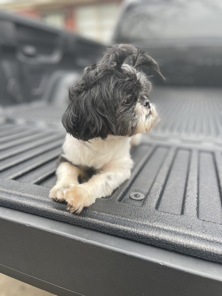 Entry image for CoCo Bean. Clicking this image will show a larger photo