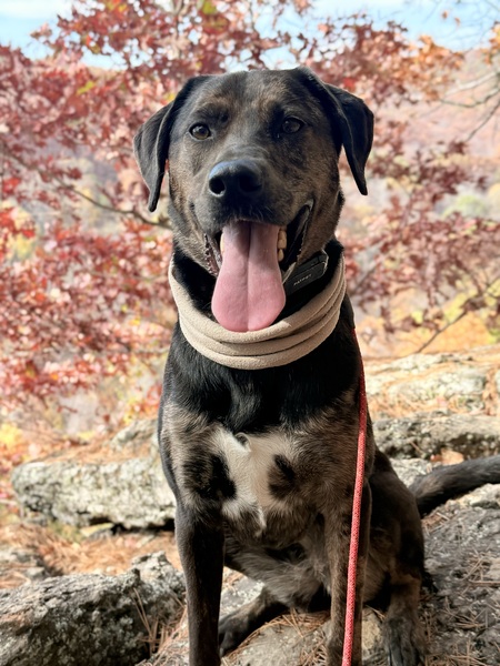 Entry image for Indie. Clicking this image will show a larger photo