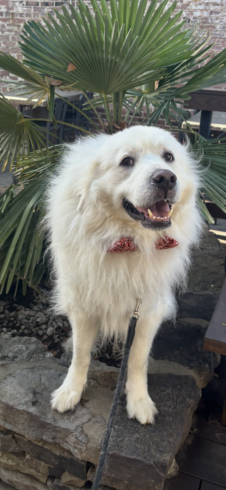 Entry image for Zeus. Clicking this image will show a larger photo