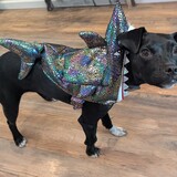 Entry image for Nettie