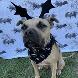 Entry image for Batman