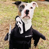 Entry image for Koda