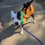 Entry image for Poppy