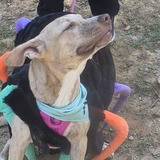 Entry image for Shasta