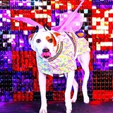 Entry image for Abby