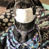 Entry image for Baylee