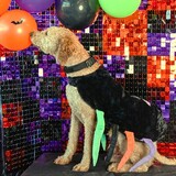 Entry image for Dawson