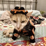 Entry image for ArchieBob, the tiniest pumpkin in town!