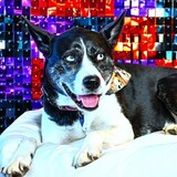 Entry image for Hollywood Feed Collins