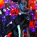 Entry image for Sampson