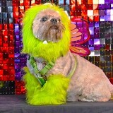 Entry image for Snoopy