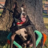 Entry image for Lester