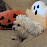 Entry image for Monroe