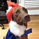 Entry image for Sir Reddington