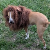 Entry image for Ziggy Marley (as a lion in our backyard savanna)