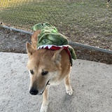 Entry image for Angel the Dragon 