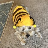 Entry image for Idgie