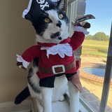 Entry image for Chester the Purr-ate