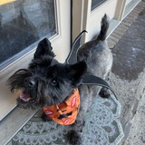 Entry image for Scotch the Batty  