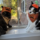 Entry image for The Scariest Pumpkin Patch