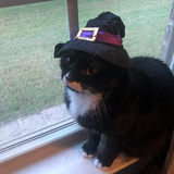 Entry image for Stassi, aka Hocus Pocus & Hissy Focus