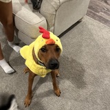 Entry image for Freddie