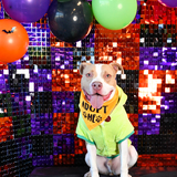 Entry image for Simba