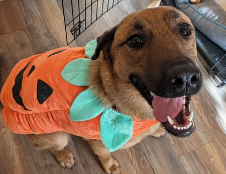 Entry image for LeeLee. Clicking this image will show a larger photo