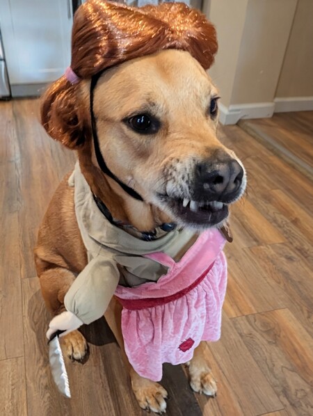 Entry image for Chili. Clicking this image will show a larger photo