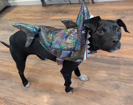 Entry image for Nettie. Clicking this image will show a larger photo