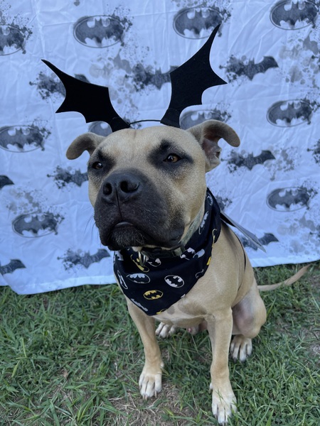 Entry image for Batman. Clicking this image will show a larger photo