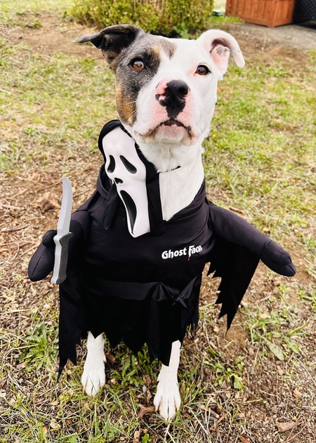 Entry image for Koda. Clicking this image will show a larger photo