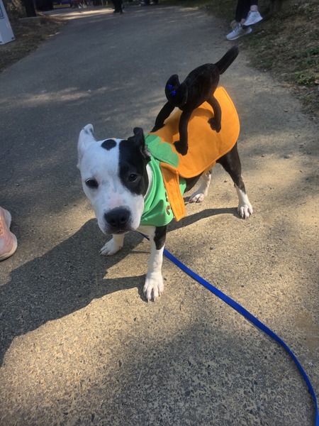 Entry image for Poppy. Clicking this image will show a larger photo