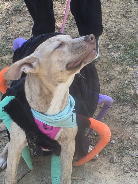 Entry image for Shasta. Clicking this image will show a larger photo