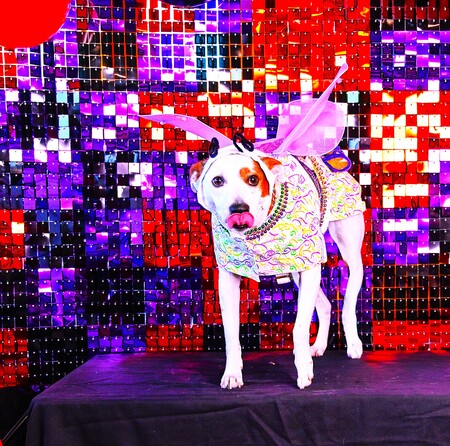 Entry image for Abby. Clicking this image will show a larger photo