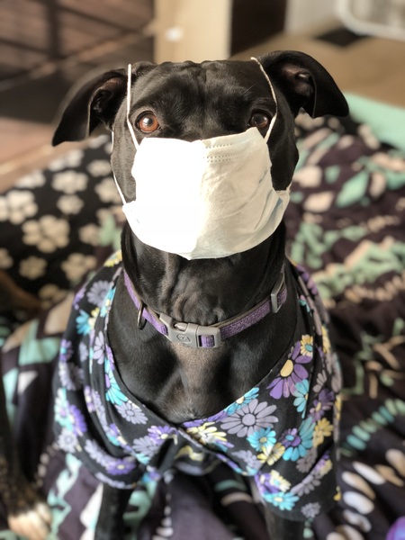 Entry image for Baylee. Clicking this image will show a larger photo