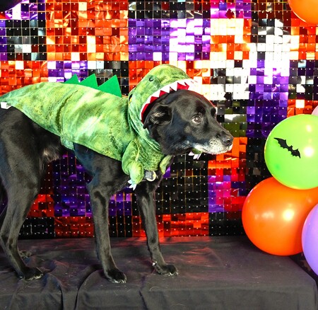 Entry image for Ares. Clicking this image will show a larger photo