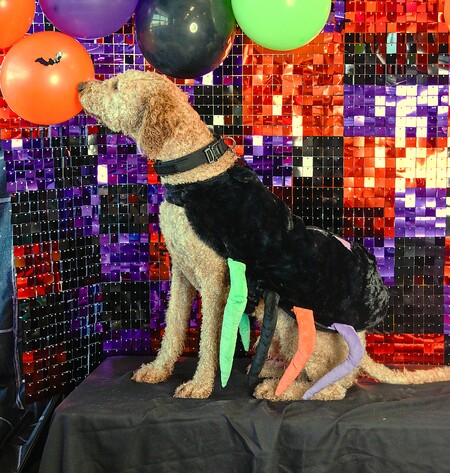 Entry image for Dawson. Clicking this image will show a larger photo