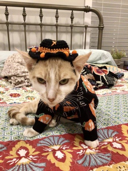 Entry image for ArchieBob, the tiniest pumpkin in town!. Clicking this image will show a larger photo