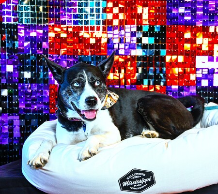 Entry image for Hollywood Feed Collins. Clicking this image will show a larger photo