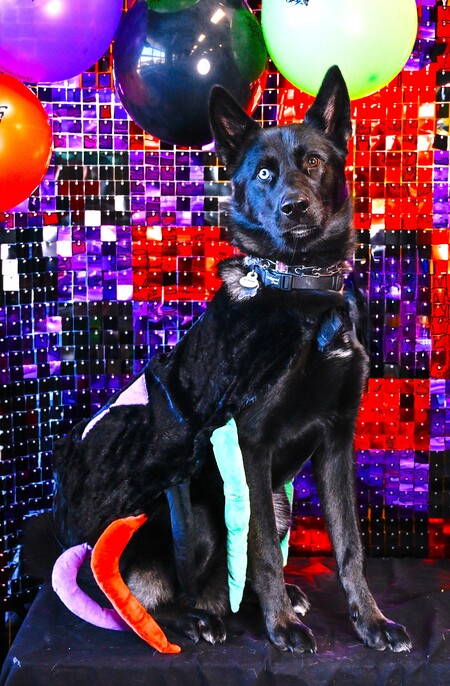 Entry image for Sampson. Clicking this image will show a larger photo