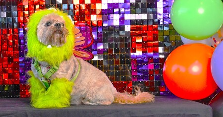 Entry image for Snoopy. Clicking this image will show a larger photo