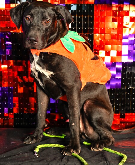 Entry image for Tux. Clicking this image will show a larger photo