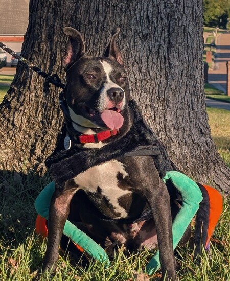 Entry image for Lester. Clicking this image will show a larger photo