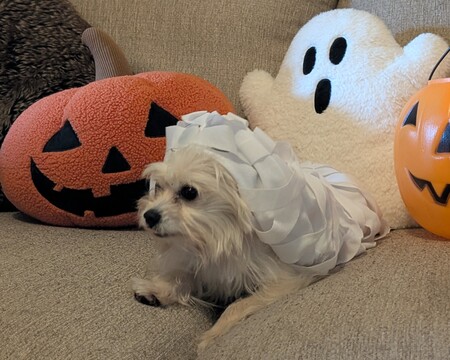 Entry image for Monroe. Clicking this image will show a larger photo