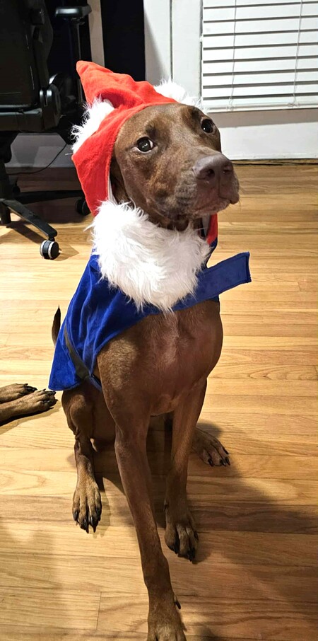 Entry image for Sir Reddington. Clicking this image will show a larger photo